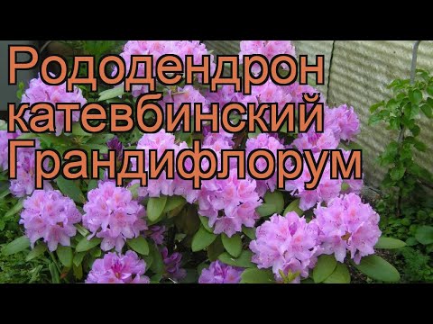 Rhododendron Grandiflorum: description, winter hardiness, planting and care