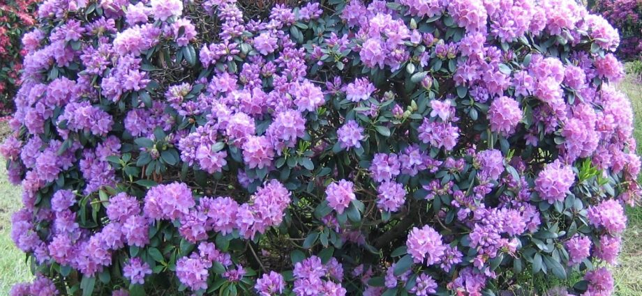 Rhododendron Grandiflorum: description, winter hardiness, planting and care