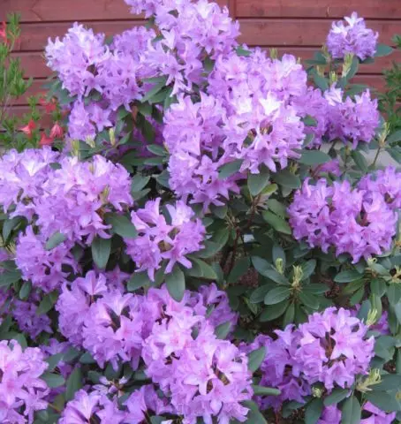 Rhododendron in the Urals: frost-resistant varieties, cultivation