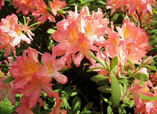 Rhododendron in the Urals: frost-resistant varieties, cultivation