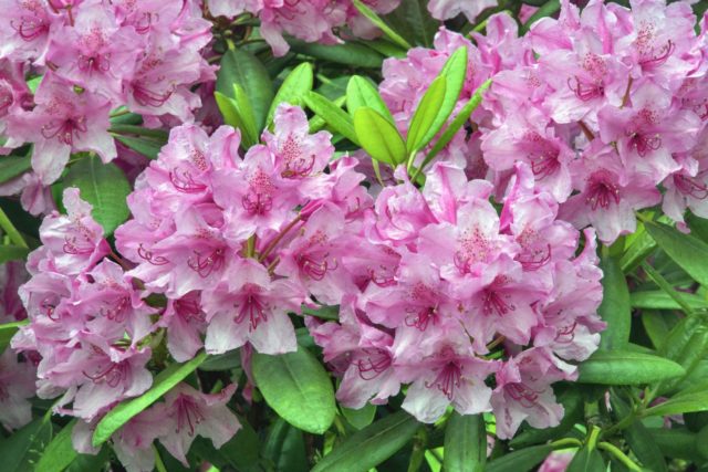 Rhododendron in the Urals: frost-resistant varieties, cultivation