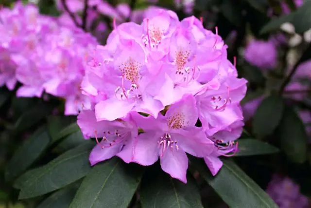 Rhododendron in the Urals: frost-resistant varieties, cultivation