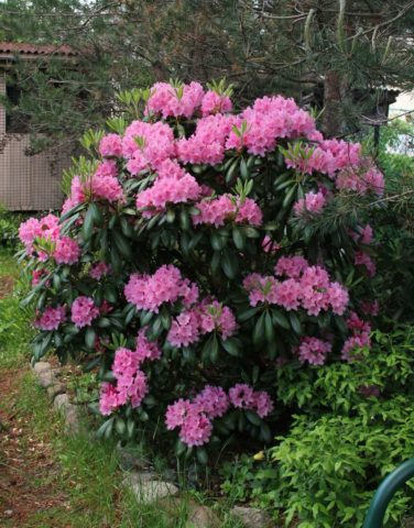 Rhododendron in the Urals: frost-resistant varieties, cultivation