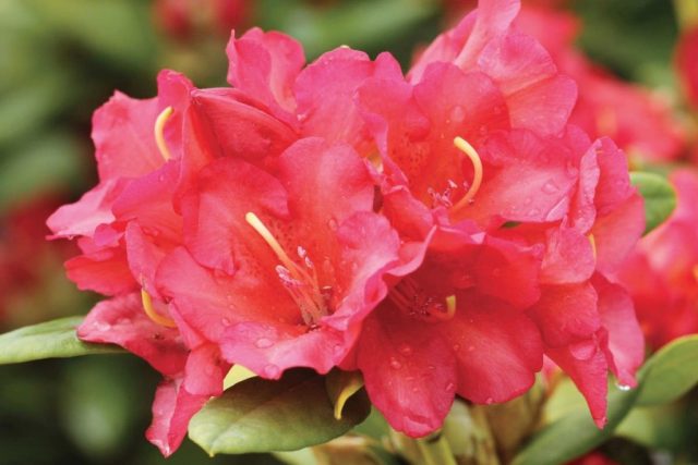 Rhododendron Jagiello: description, reviews, photos