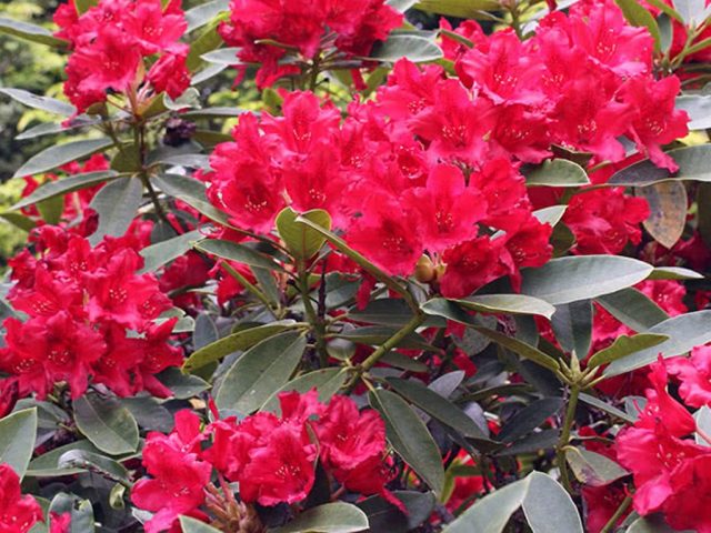 Rhododendron Jagiello: description, reviews, photos