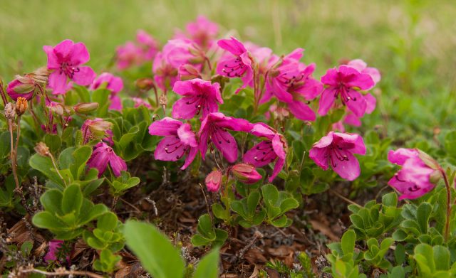 Rhododendron Kamchatka: photo, description, planting and care