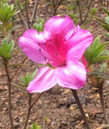 Rhododendron Kamchatka: photo, description, planting and care