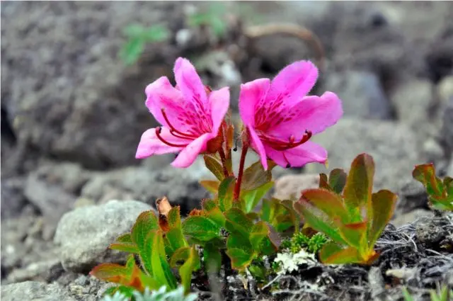 Rhododendron Kamchatka: photo, description, planting and care