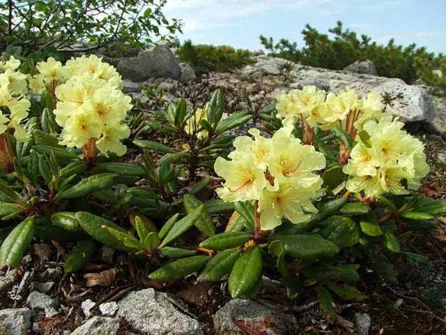 Rhododendron Kamchatka: photo, description, planting and care