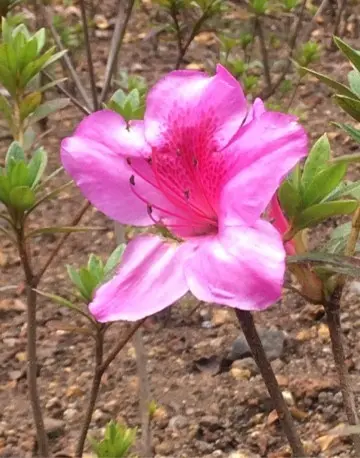 Rhododendron Kamchatka: photo, description, planting and care