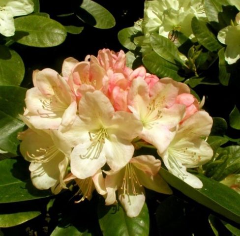 Rhododendron Lachsgold: description, frost resistance, care, reviews