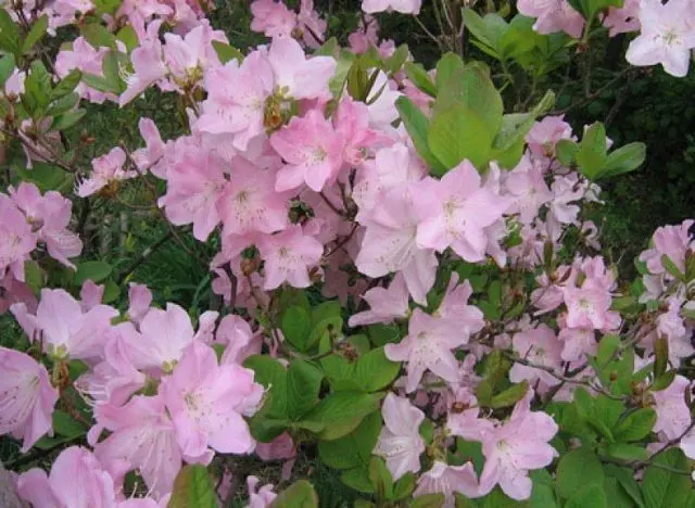 Rhododendron Ledebour: photo, characteristics, winter hardiness, planting and care