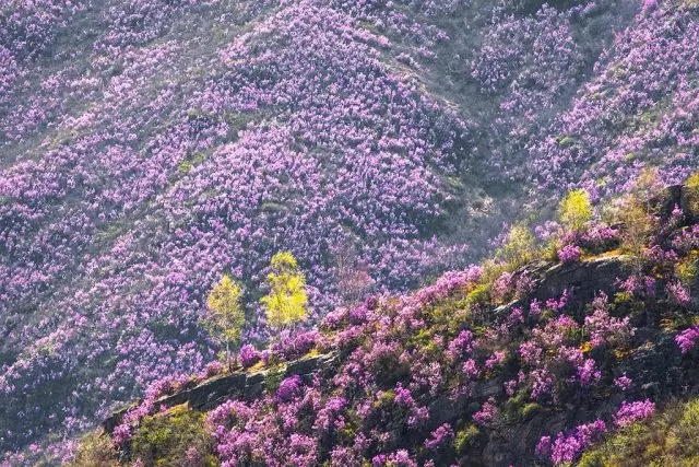 Rhododendron Ledebour: photo, characteristics, winter hardiness, planting and care