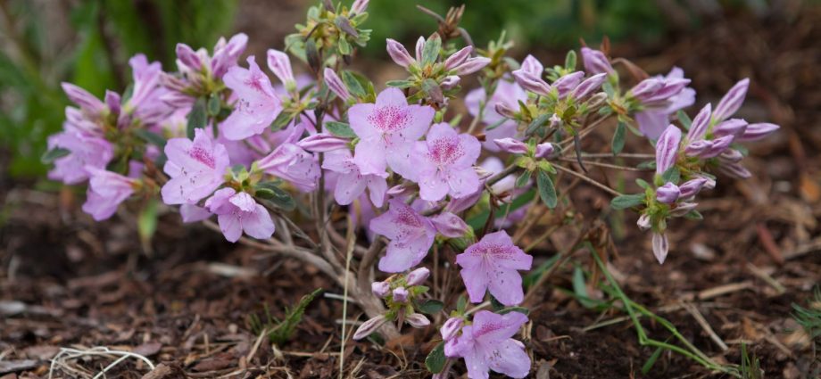 Rhododendron Ledebour: photo, characteristics, winter hardiness, planting and care