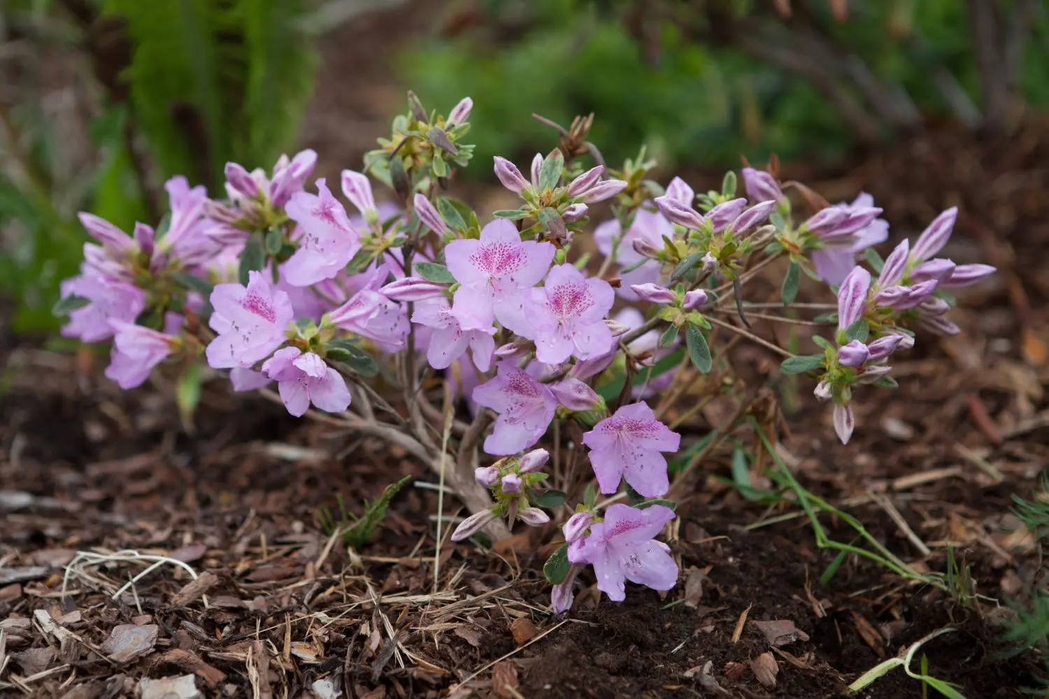 Rhododendron Ledebour: photo, characteristics, winter hardiness, planting and care