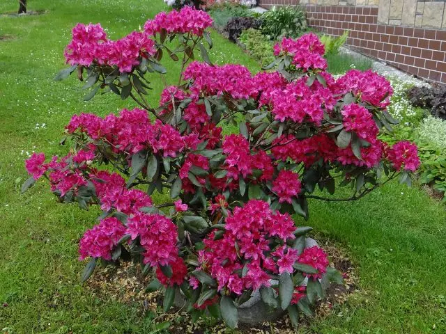 Rhododendron Nova Zembla: description, winter hardiness, planting and care