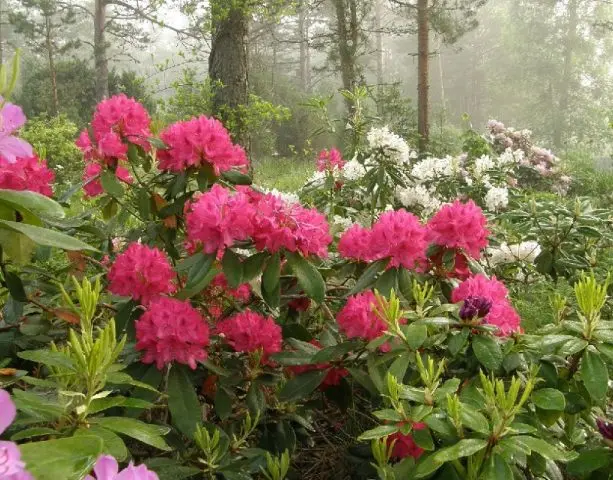 Rhododendron Nova Zembla: description, winter hardiness, planting and care