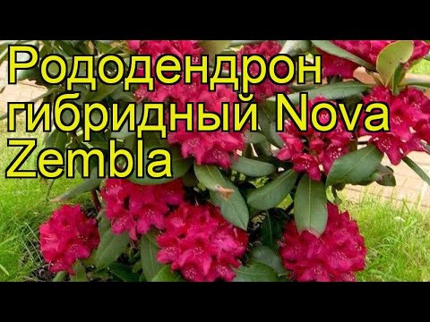 Rhododendron Nova Zembla: description, winter hardiness, planting and care