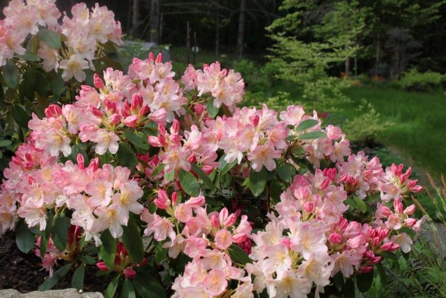 Rhododendron Percy Weissman: frost resistance, photo, planting and care