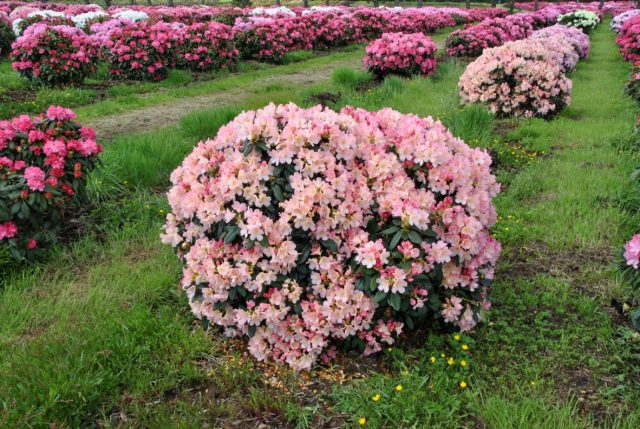 Rhododendron Percy Weissman: frost resistance, photo, planting and care