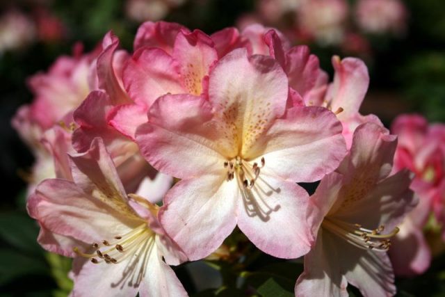 Rhododendron Percy Weissman: frost resistance, photo, planting and care