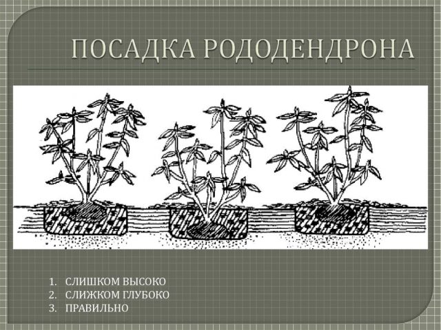 Rhododendron Percy Weissman: frost resistance, photo, planting and care