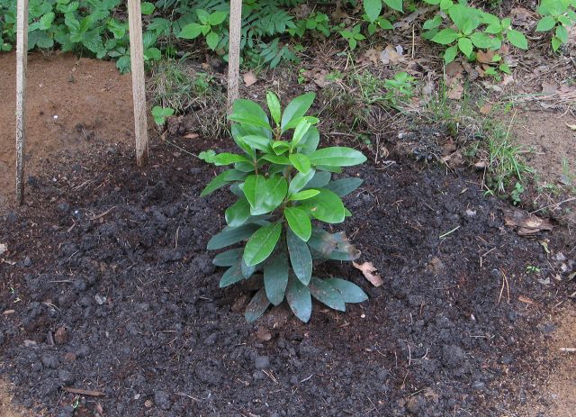 Rhododendron Percy Weissman: frost resistance, photo, planting and care