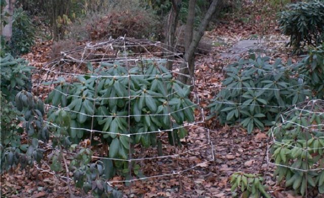 Rhododendron Percy Weissman: frost resistance, photo, planting and care