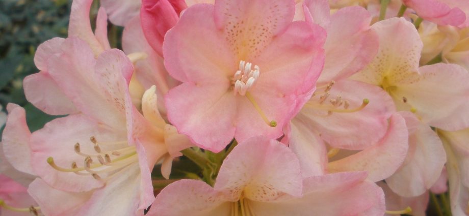 Rhododendron Percy Weissman: frost resistance, photo, planting and care