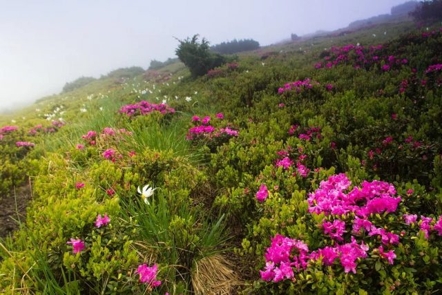 Rhododendron: planting and care, useful properties