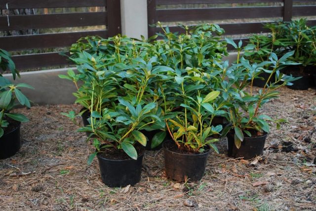 Rhododendron: planting and care, useful properties