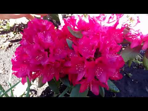 Rhododendron: planting and care, useful properties