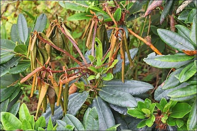 Rhododendron: planting and care, useful properties