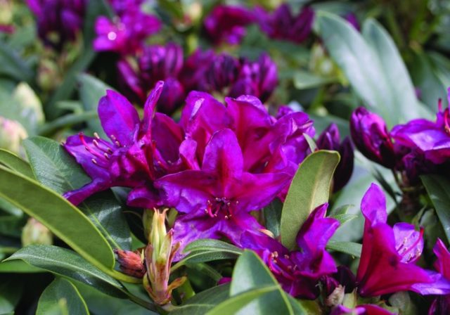 Rhododendron Polarnacht: variety description, winter hardiness, photo