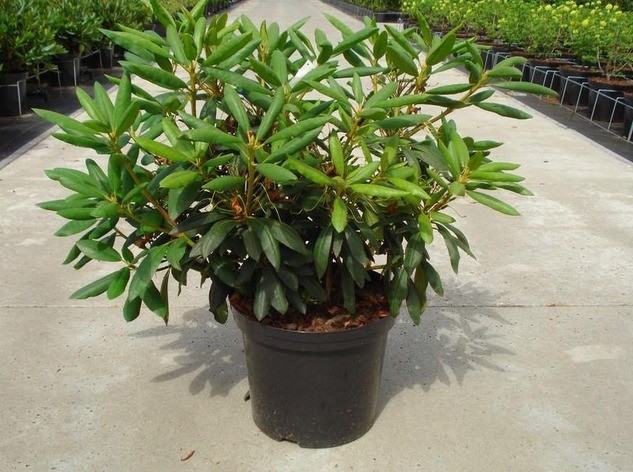 Rhododendron Polarnacht: variety description, winter hardiness, photo