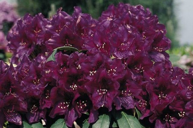 Rhododendron Polarnacht: variety description, winter hardiness, photo