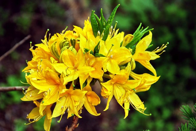 Rhododendron Pontic: photo, description, cultivation