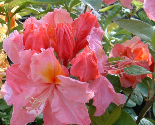 Rhododendron Pontic: photo, description, cultivation