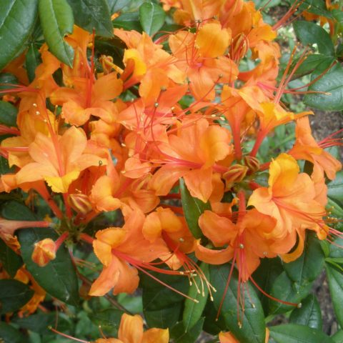 Rhododendron Pontic: photo, description, cultivation