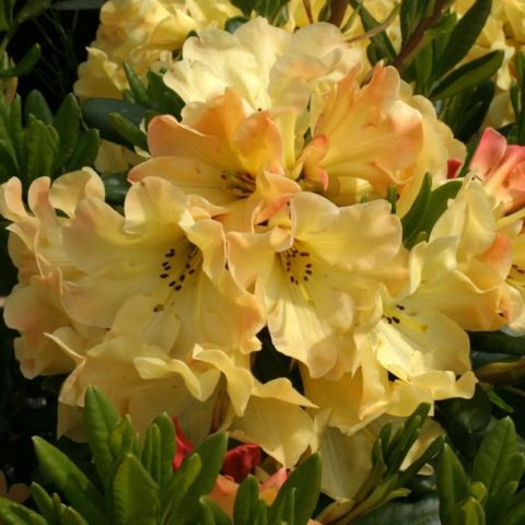 Rhododendron Pontic: photo, description, cultivation