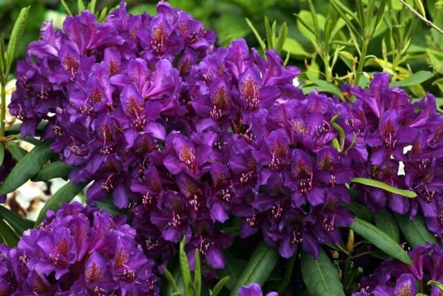 Rhododendron Rasputin: variety description, reviews, planting and care