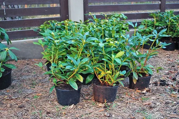 Rhododendron Rasputin: variety description, reviews, planting and care