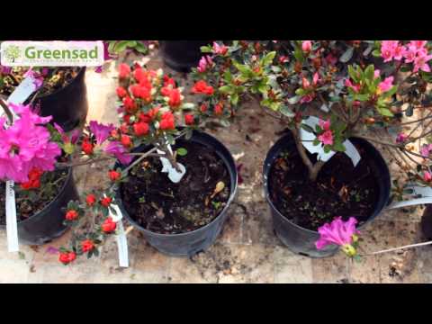 Rhododendron Rasputin: variety description, reviews, planting and care