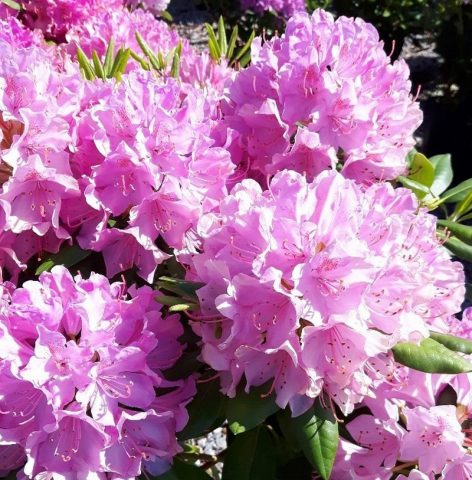 Rhododendron Roseum Elegance: description, winter hardiness, planting, photo