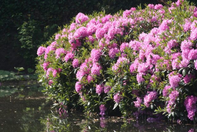 Rhododendron Roseum Elegance: description, winter hardiness, planting, photo