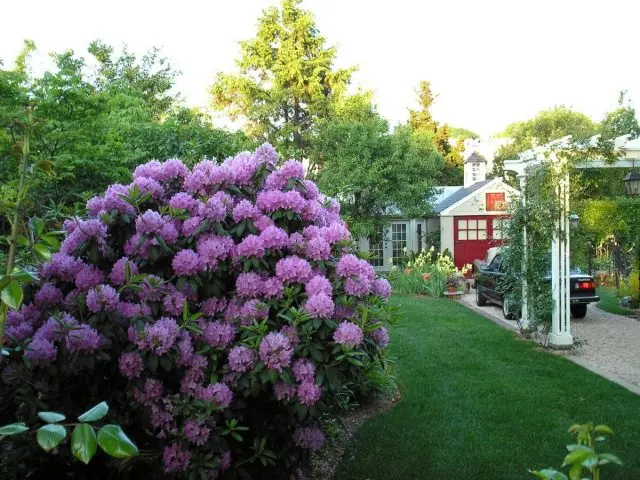 Rhododendron Roseum Elegance: description, winter hardiness, planting, photo