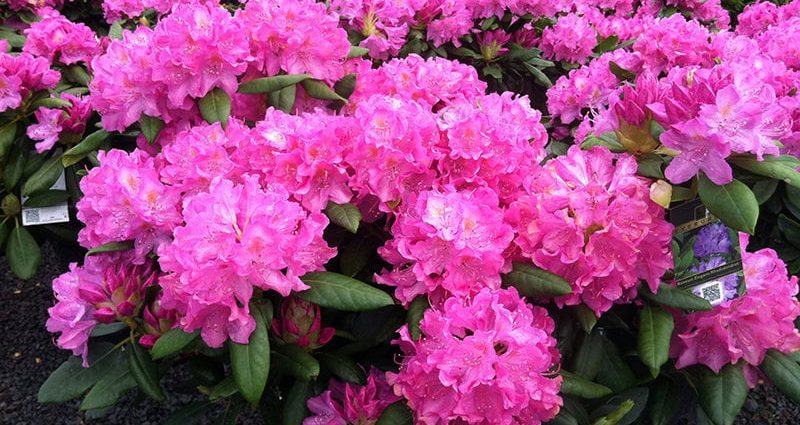 Rhododendron Roseum Elegance: description, winter hardiness, planting, photo