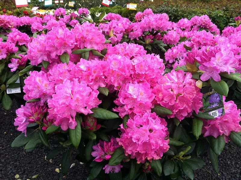 Rhododendron Roseum Elegance: description, winter hardiness, planting, photo