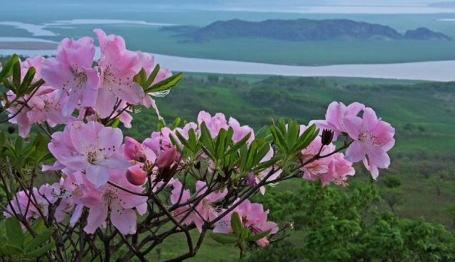 Rhododendron Schlippenbach: photo, growing from seeds, useful properties