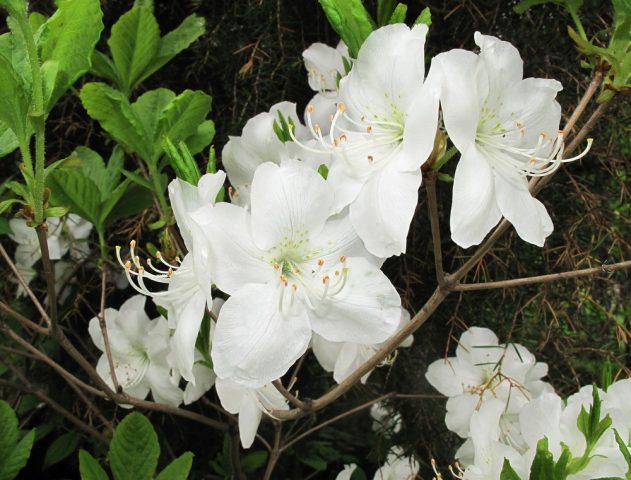 Rhododendron Schlippenbach: photo, growing from seeds, useful properties